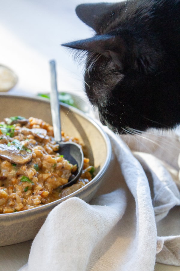 a black cat looking a a bowl of farro and mushrooms.