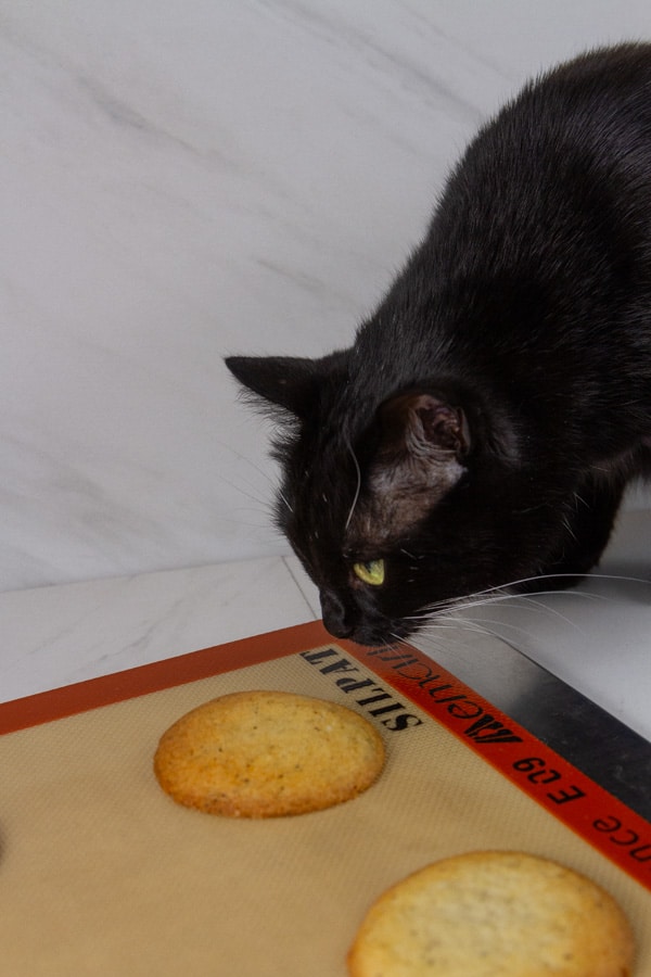 a black cat looking at a cookie on a cookie sheet with a Silpat on it.